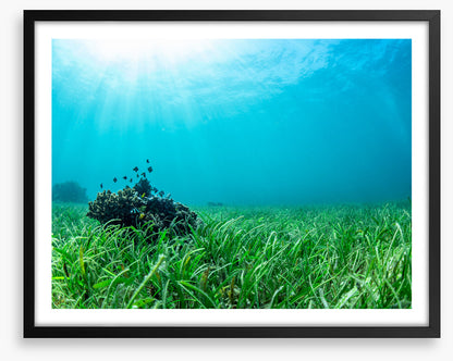 Sea grass lawn