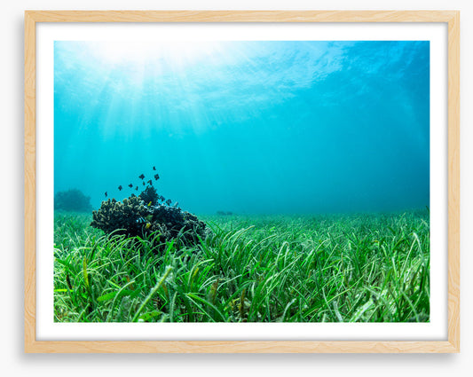 Sea grass lawn
