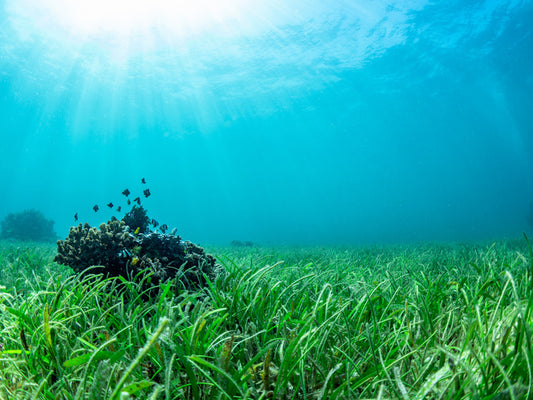 Sea grass lawn