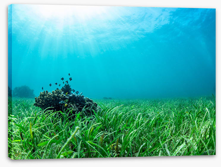 Sea grass lawn