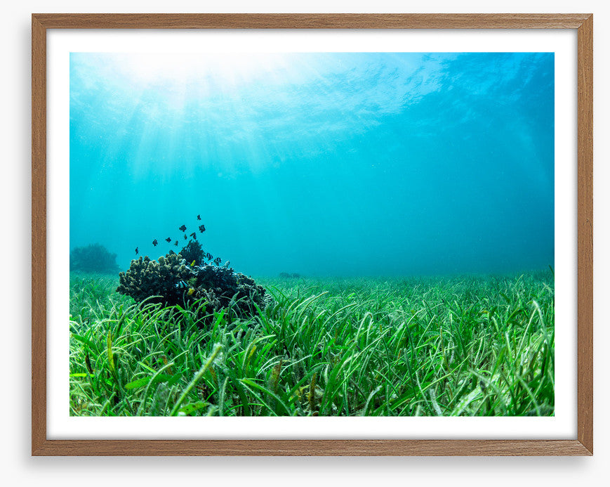 Sea grass lawn