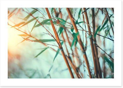Bamboo breeze