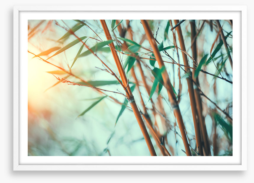 Bamboo breeze