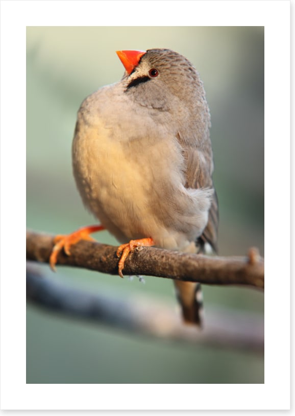 Fluffy finch