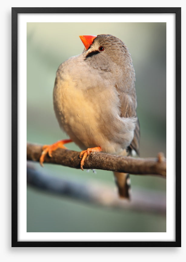 Fluffy finch