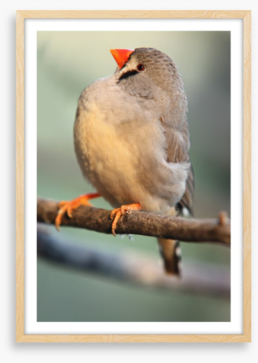 Fluffy finch