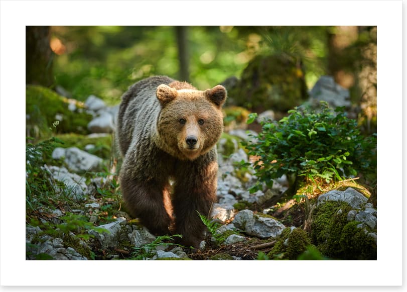 Mammals