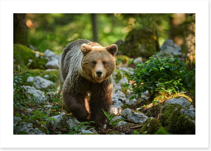 Mammals