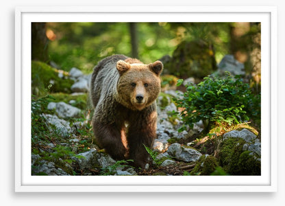 Mammals