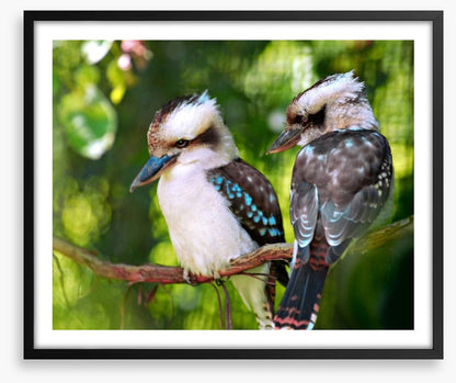 Kookaburra couple
