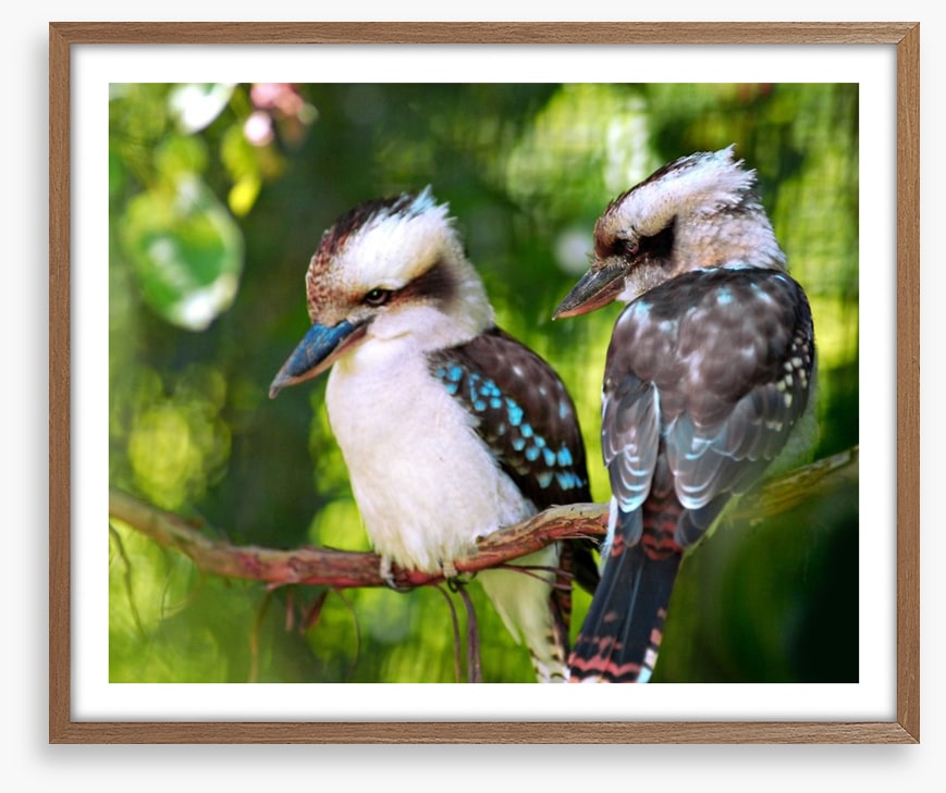 Kookaburra couple