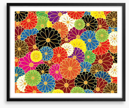 Chrysanthemum craze