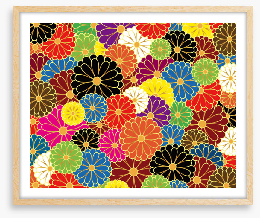 Chrysanthemum craze