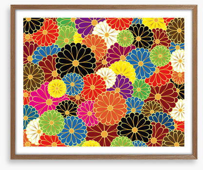 Chrysanthemum craze