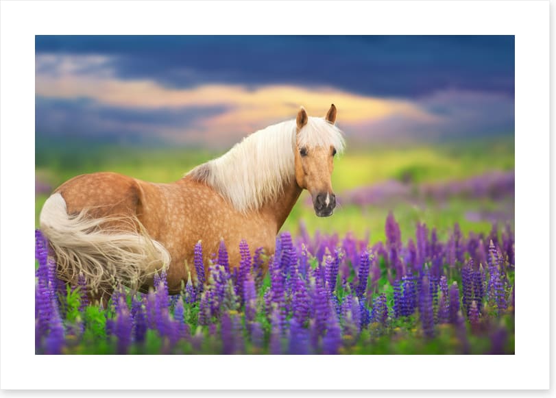 Purple lupine palomino