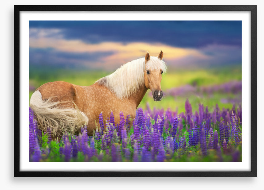 Purple lupine palomino