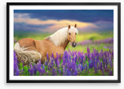 Purple lupine palomino
