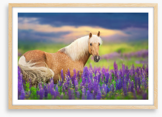 Purple lupine palomino