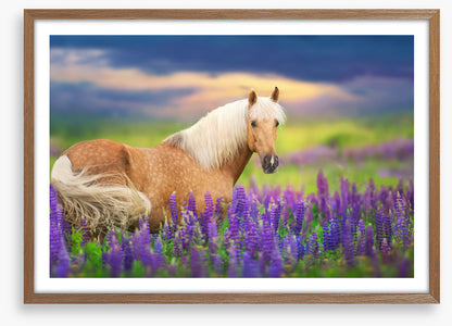 Purple lupine palomino