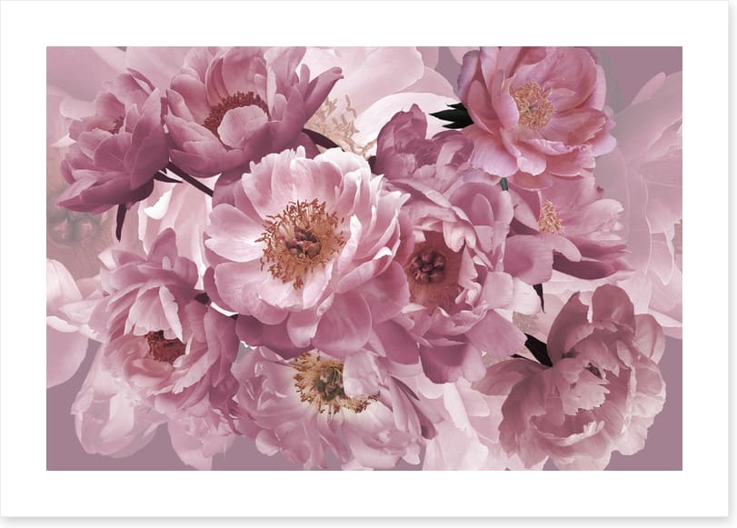 Peony pinks