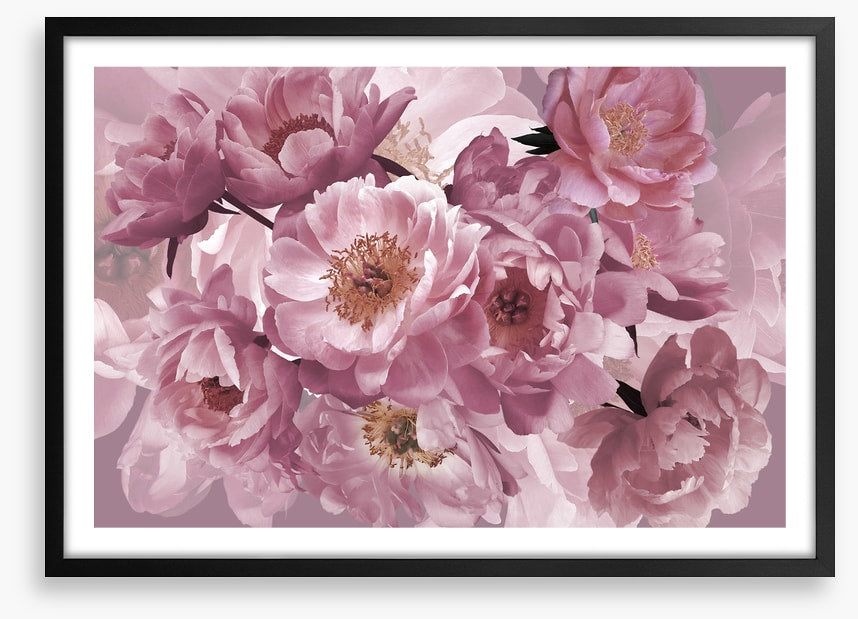 Peony pinks