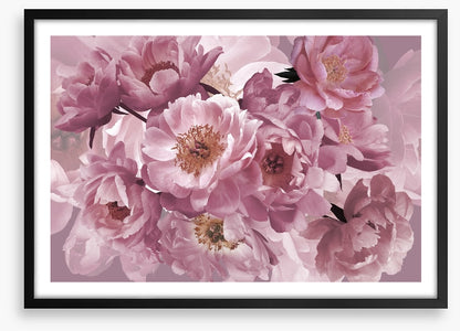Peony pinks