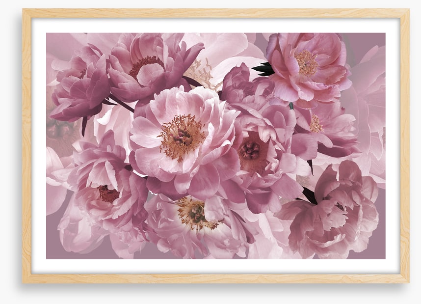 Peony pinks