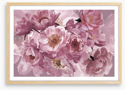 Peony pinks