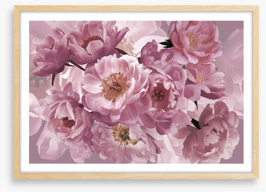 Peony pinks