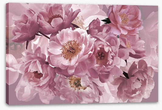 Peony pinks