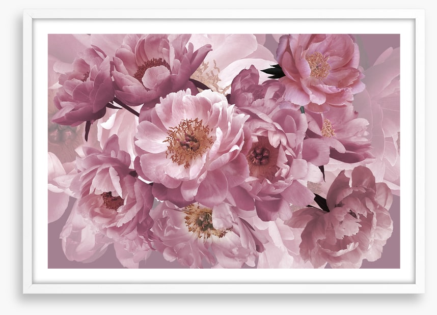 Peony pinks