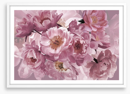 Peony pinks