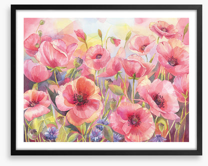 Pink poppy sunshine