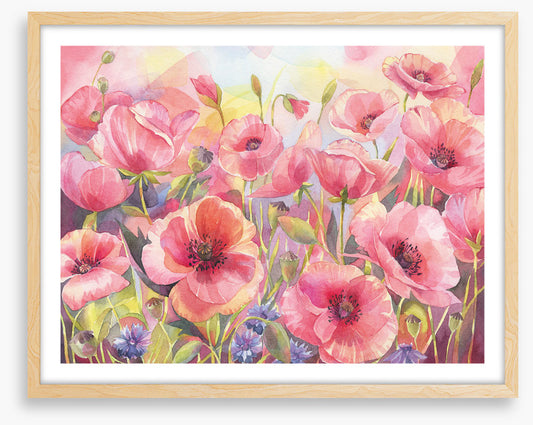 Pink poppy sunshine