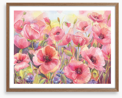 Pink poppy sunshine