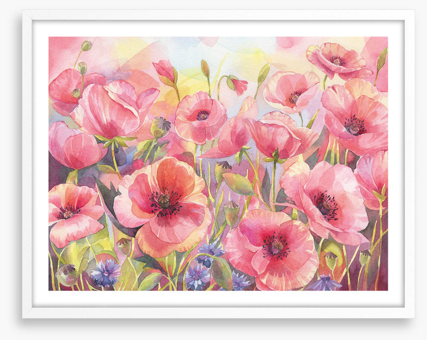 Pink poppy sunshine
