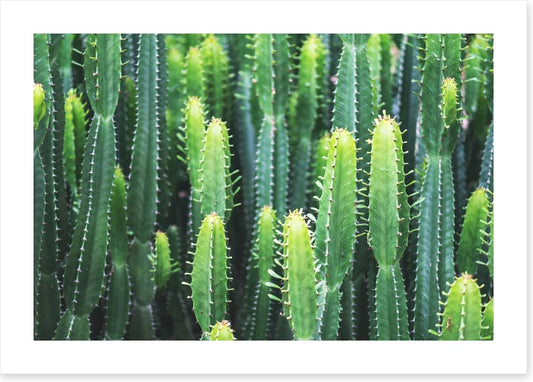 Leaves
