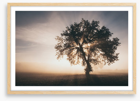 Trees