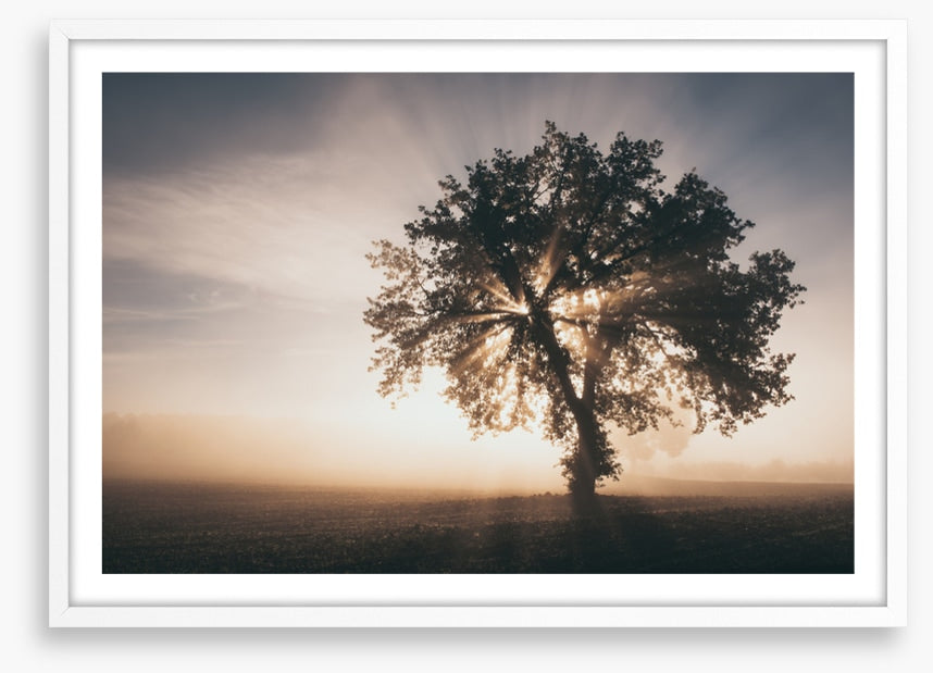 Trees