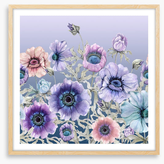 Awakening anemone