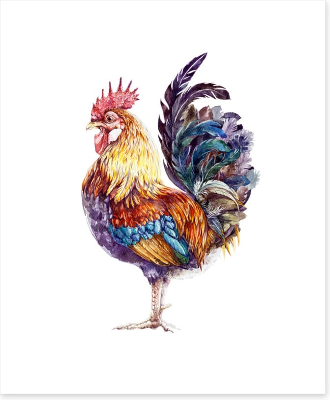 Rooster ruffles