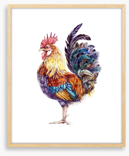 Rooster ruffles