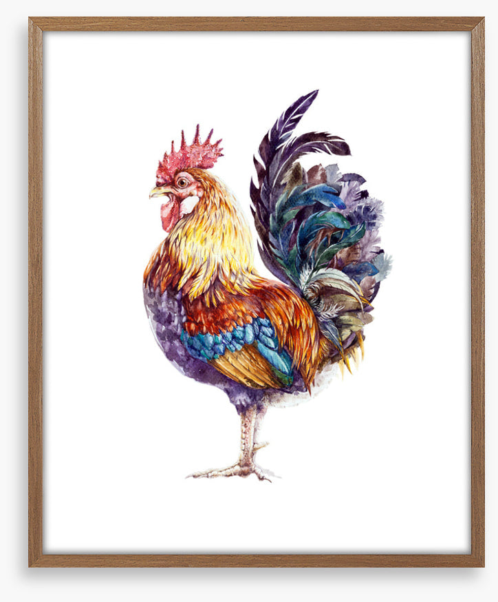 Rooster ruffles