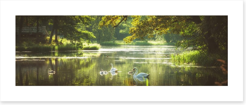 River swans panorama