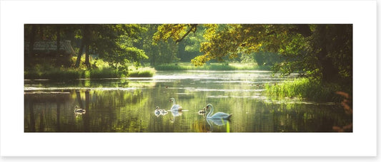 River swans panorama