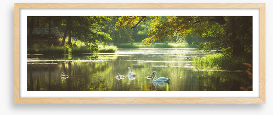 River swans panorama