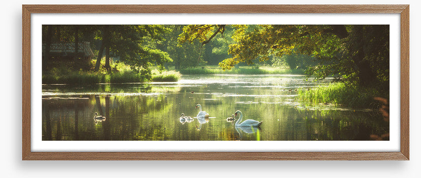 River swans panorama