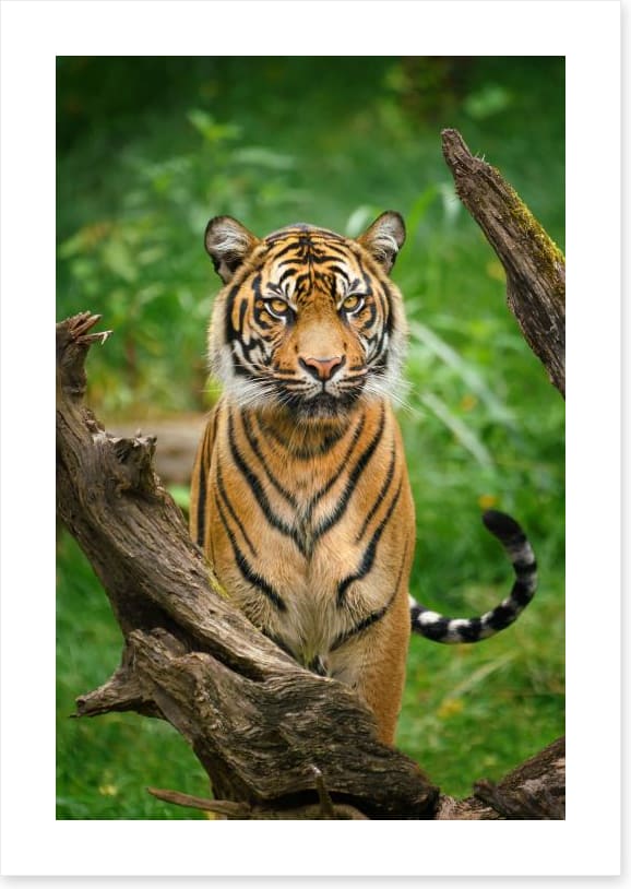 Tiger stare