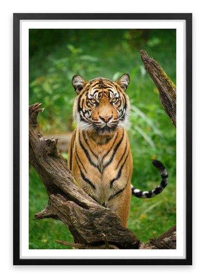 Tiger stare