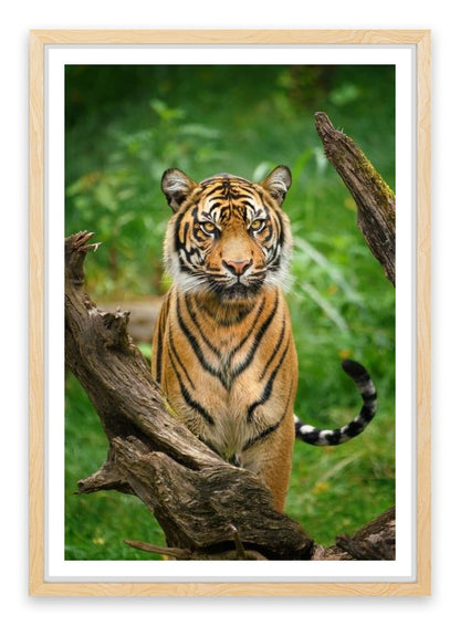 Tiger stare